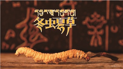 那曲新鮮冬蟲夏草什么時(shí)候采挖？